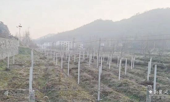 振兴|红安县天台山村旅游市场迎来新春“开门红”