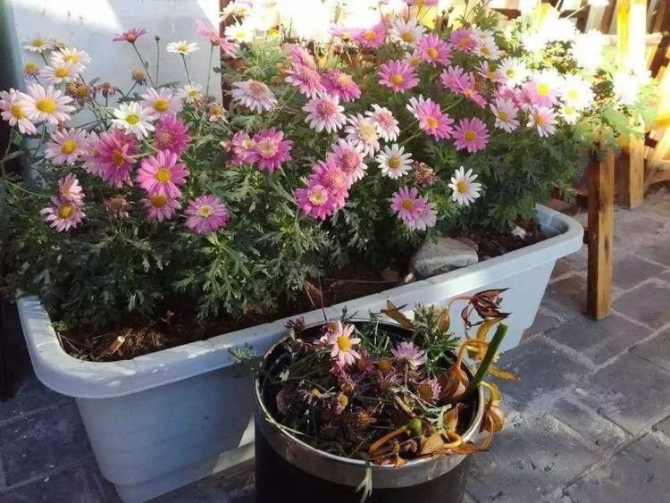 长出更多|这6种花,要经常“摘心”,分枝多开花多,株形更丰满