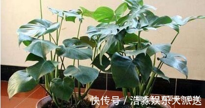现如今，很多人爱养“3种植物”，难怪都钱多，过得好，你家有