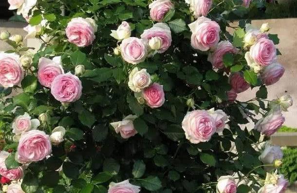 对待懒人超友好的花卉,冬天一样开花,既好养又漂亮,花朵艳丽