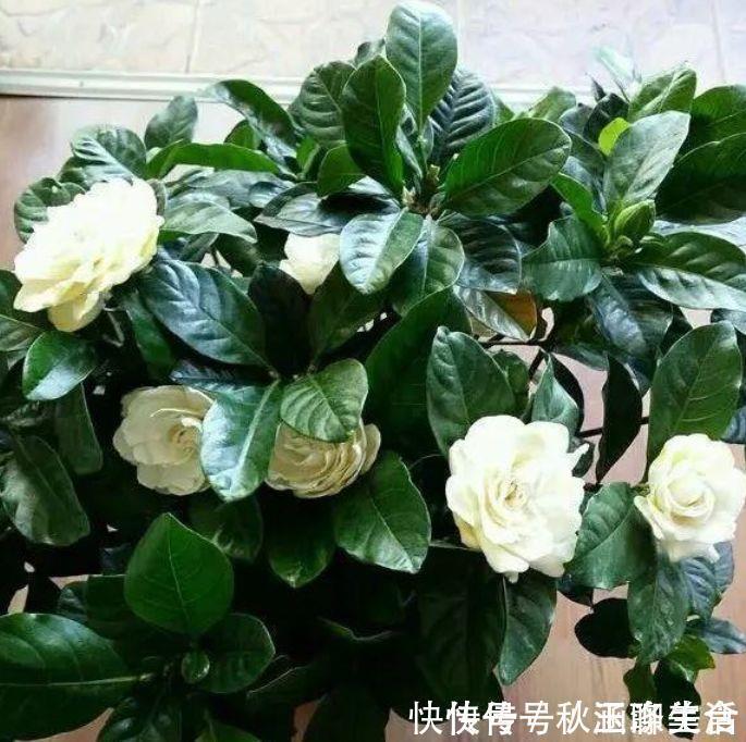 4种花是花中劳模,一年四季开花不断,美的不像话