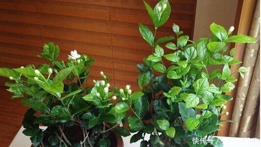 花卉|早晨“浇花”对不对?养了5年花,现在才知道浇错了