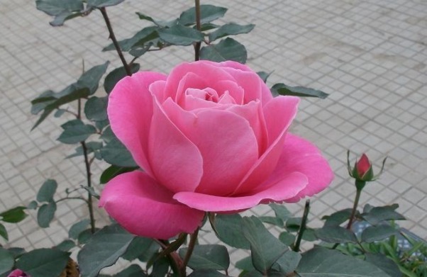 气话|俗话说病从口入祸从口出,尤其是这4句话,说了祸事不断!