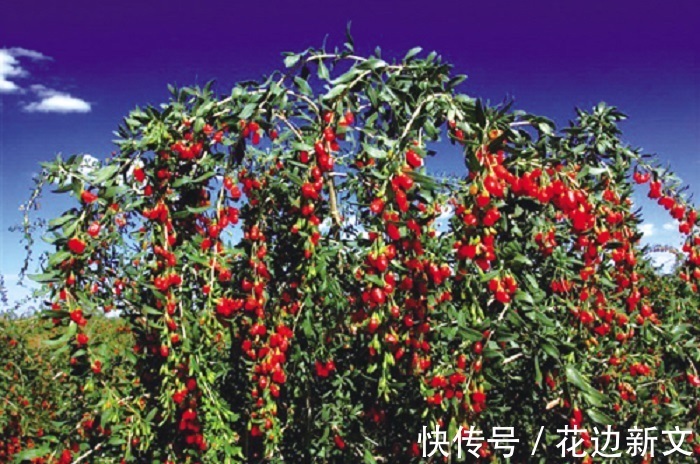 大蒜|男人若有前列腺炎,多吃4种食物,远离炎症更健康