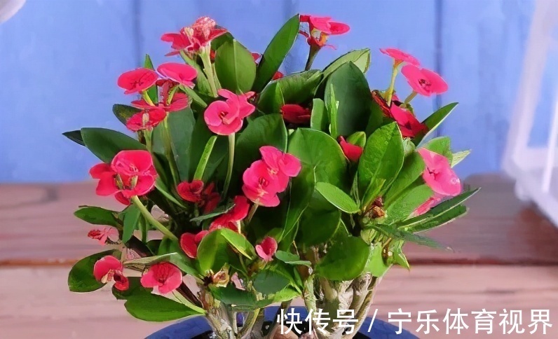漂亮|号称“开花机器”的4种漂亮花,养一盆赏花300天,是阳台盆栽佳品