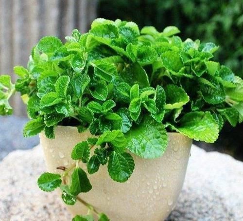 叶子|蚊虫最不喜欢这种花，家里养一盆，蚊虫不进门，我就养了3盆！