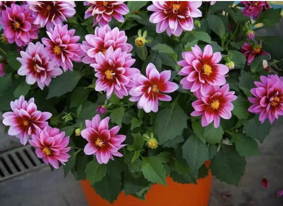 “此花”好养易爆盆,花朵大花期长,天冷天热都不怕,比牡丹还美