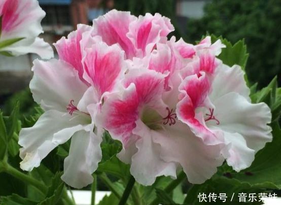 阳台养这几朵花，花开不断，开花幽香暗淡，个个开花漂亮