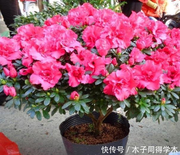 杜鹃花总是开完花就落叶枯萎吗?做好这4点,年年开爆盆
