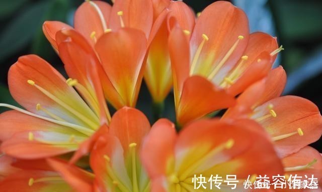 钾肥|君子兰为什么会夹箭，君子兰夹箭了怎么办，别慌，我来告诉你！