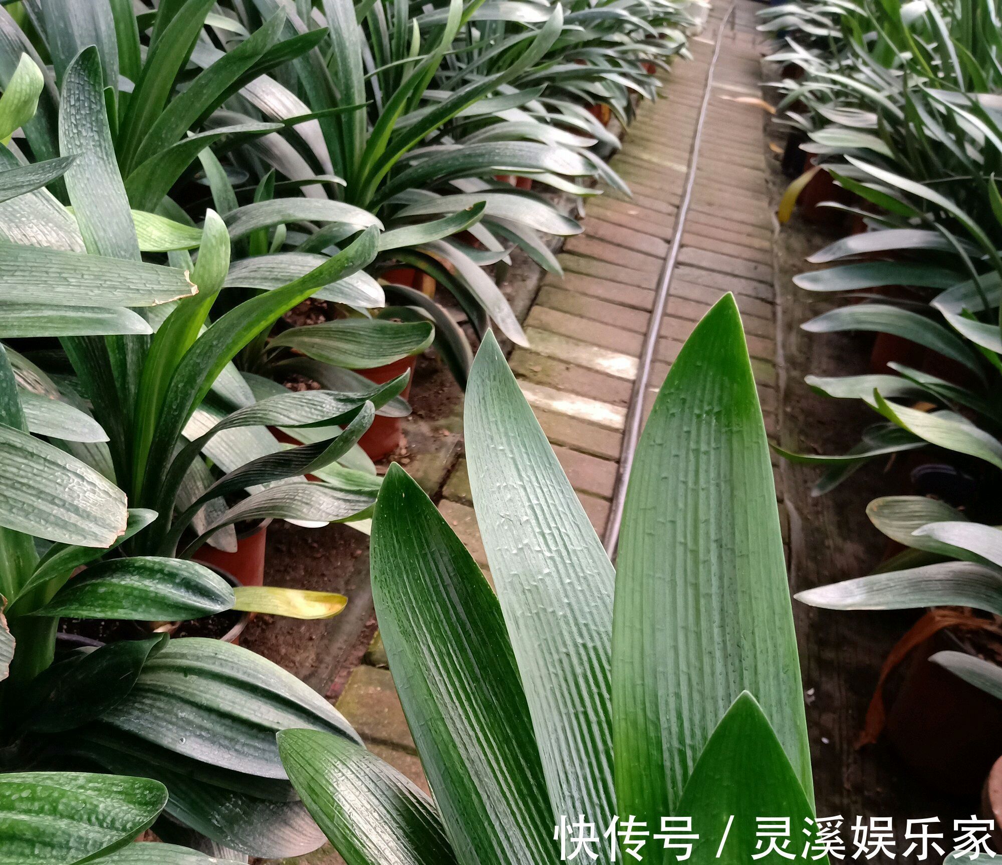 烂根|君子兰在夏季高温的情况下换盆必死无疑花艺师分享了4点妙招