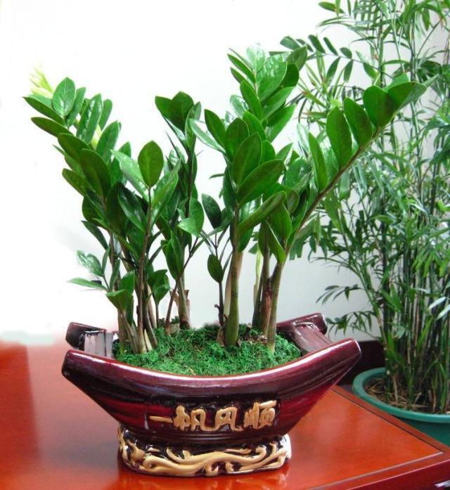 养4种“富贵花”,8月剪根枝条“插土里”,嗖嗖长根,错过等1年