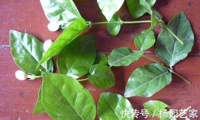 太阳花|天凉后,建议扦插4种花,“生根”后稍加养护就开花