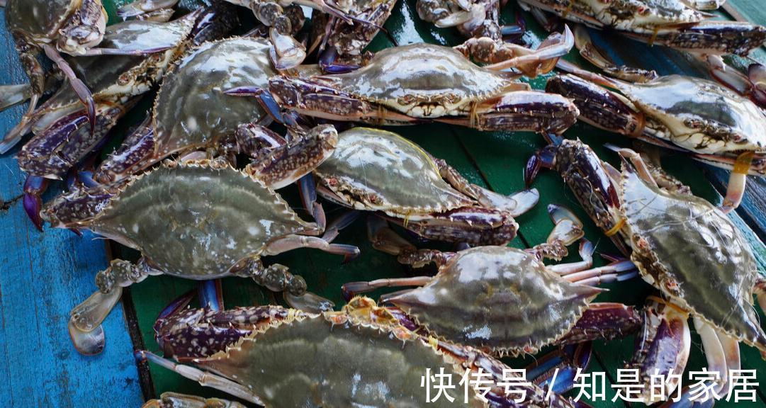 渔民|入秋买梭子蟹:个头大未必好,老渔民教你绝招,个个“顶盖肥”