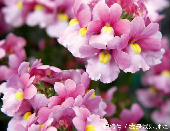 阳台新宠龙面花，花量超大颜色多，四季都开不停！