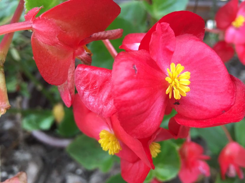 五色梅五色梅|5种花，屋子里只需养一种，一年能开花9个月，真怕把它“累死”