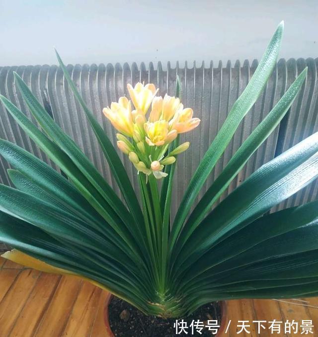 二氧化碳|给君子兰喝一种饮料,一年长6片叶片,闪亮发光