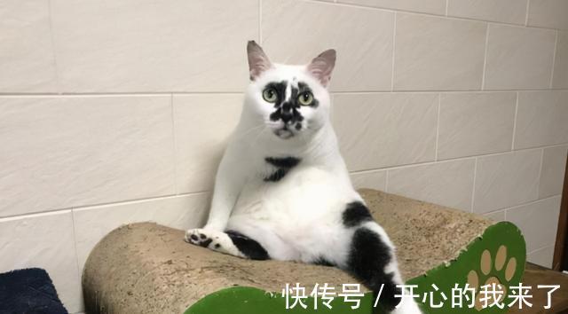 |搞笑猫咪:原以为猫很高冷,知道看到这些沙雕