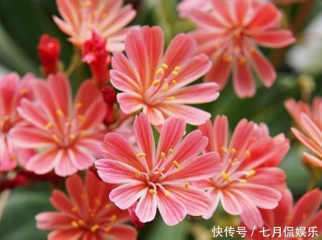 最会开花的多肉,一年开3季,好养似吊兰