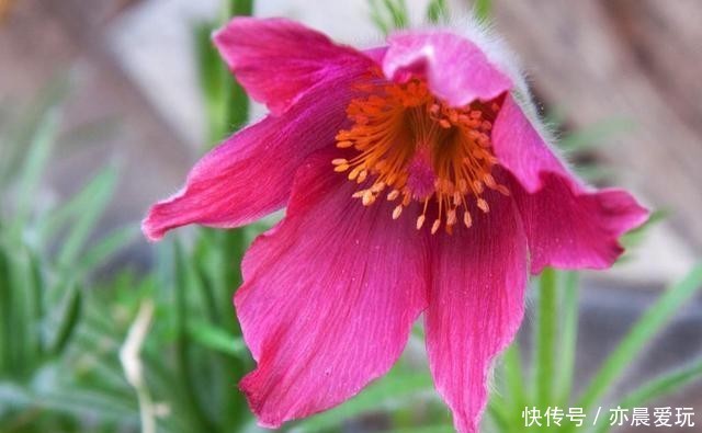 能量|花草体内开花能量“枯竭”,花苞会“诚实”告诉你