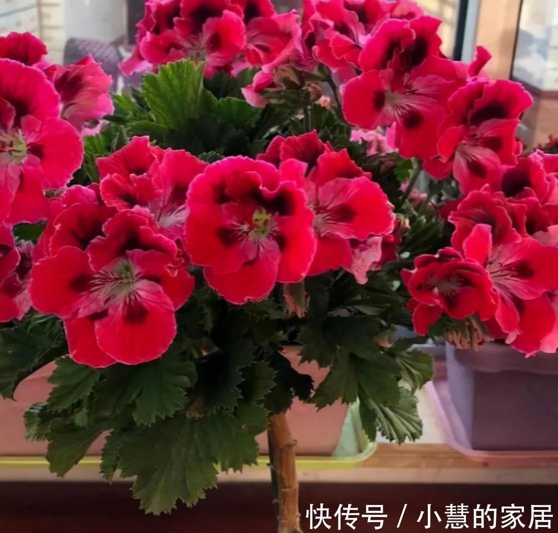 新芽|5种漂亮花,现在赶紧剪几刀,新叶新芽一起长,花朵轻松开满枝