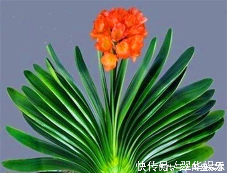 光亮|君子兰有“4怕”，难怪叶子长歪还夹箭，学会了叶片光亮顺利开花