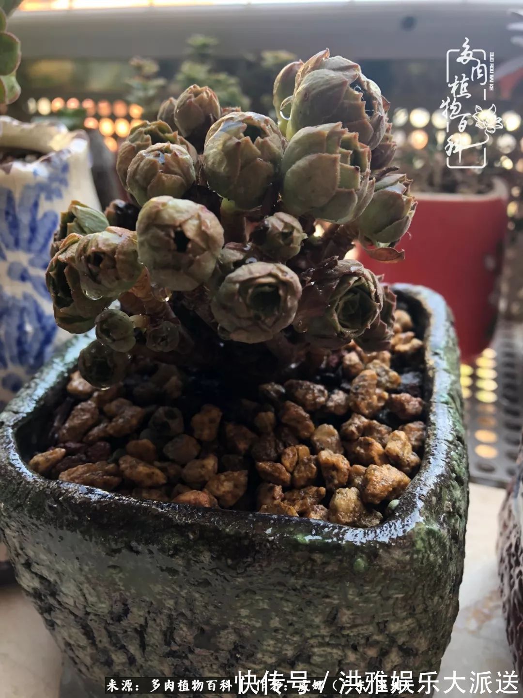 橙梦露|笼子里露养的多肉，越养越美！有多肉的日子伴着小确幸！