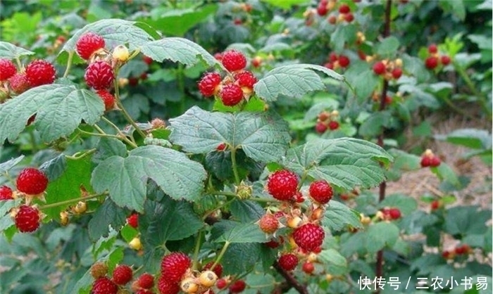 珍惜|农村3种野果,逐渐在“消失”,是70、80后的回忆,要好好珍惜!