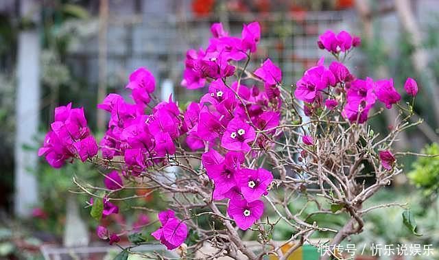 三角梅不开花,简单“4步”操作,30天变“花树”