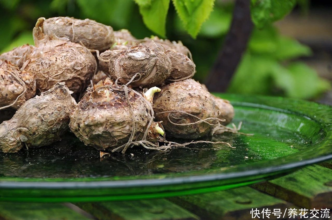  春节开花灿烂的盆栽彩色马蹄莲，花朵像假花，夏季就枯萎了