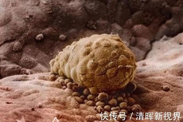 卵子|10月胎儿形成全过程,8张图带你了解真相,感受生命的奇迹