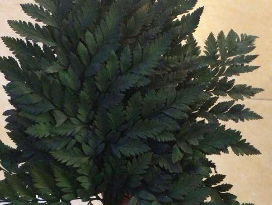 室内“3种花”一见光就烂根,只要摆角落,一年四季“翠亮如春”