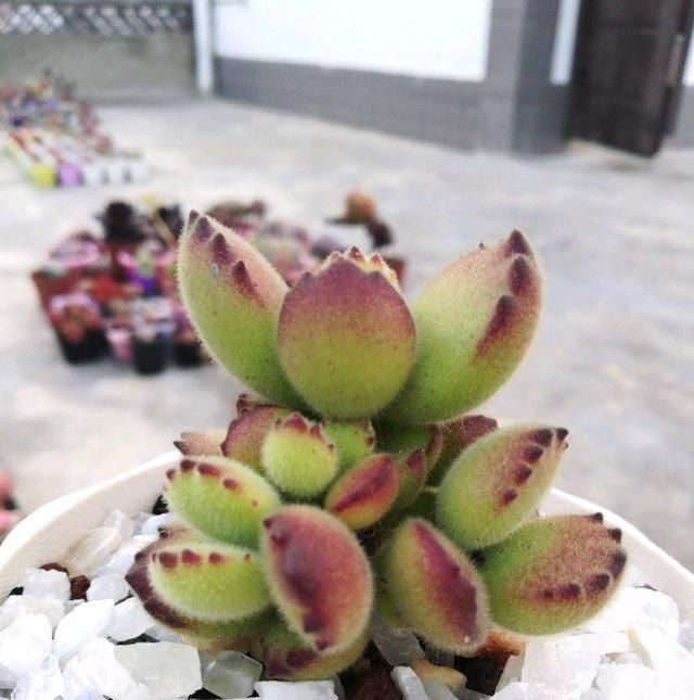 夏天来了,这些多肉最耐晒,度夏没问题,越养越肥厚