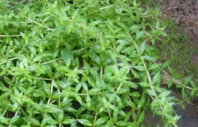 4物是肝炎、肝硬化的“克星”,餐桌上敞开了吃,肝病或许不来扰