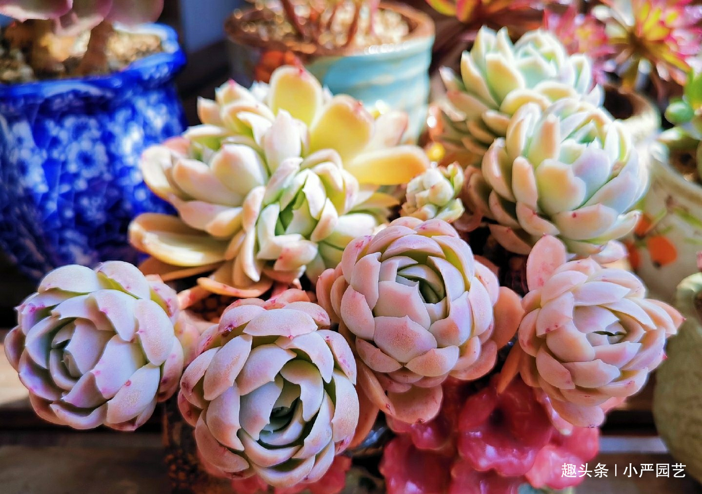 多肉春天浇水做好三个“观察”,快速生长,安全度夏