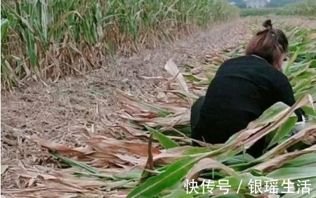 带娃|“全能宝妈”带娃收玉米两不误火了,所谓坚强,全靠硬扛