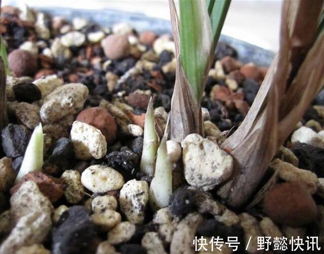 秋季兰花怎么养发芽快严格把控4个方面,新芽蹭蹭冒,花开爆盆