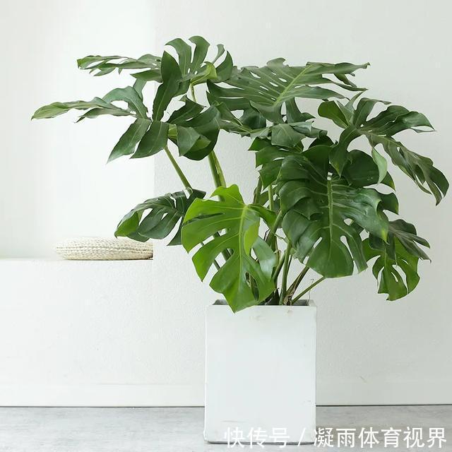 幸福树|2021年最流行的客厅花卉植物,看看哪种最适合你家