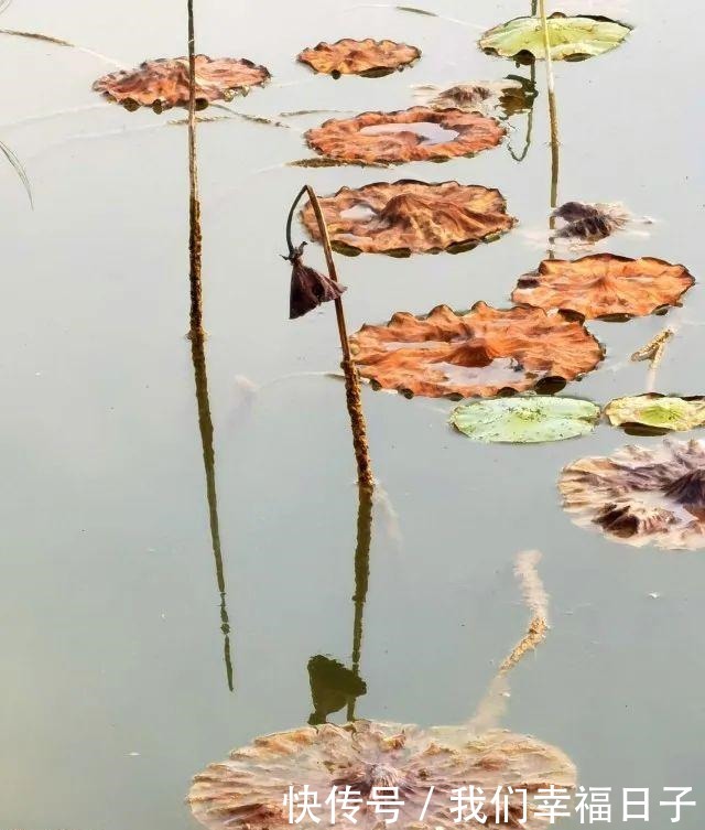 景色残荷之美，如诗亦如画！