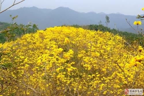 距汤坑1小时车程，壮美花海～仅开10余天，还免费耶