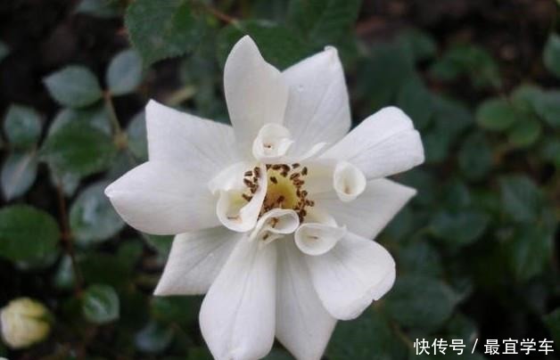 25款庭院月季推荐。助你打造五彩缤纷的庭院,丰花好养还能盆栽