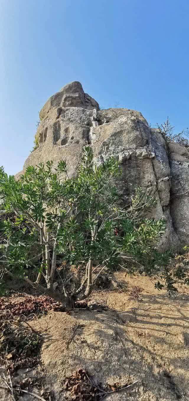 春日再游香山（作者：漳浦 宽心）