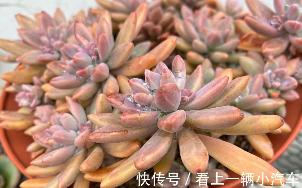 分享一些品种的养护技巧,赶紧收藏,刷过了就找不到啦