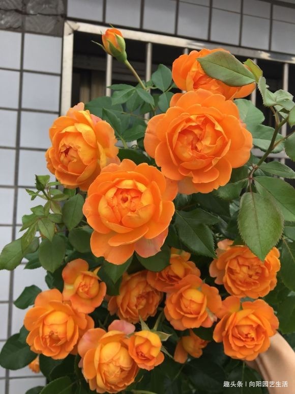 春天养花,准备“3种”肥料,开花不用犯愁,爆花效果非常好