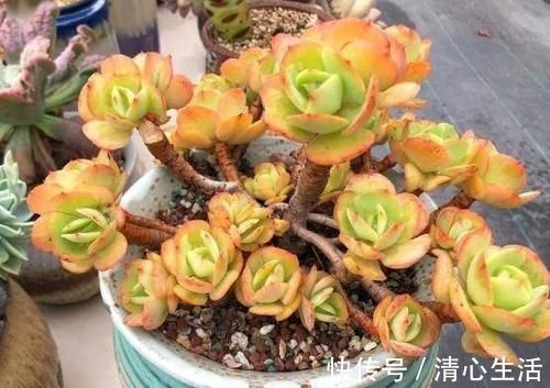 北风|北风呼呼地刮，露天阳台还能盆栽多肉吗？该怎么管？