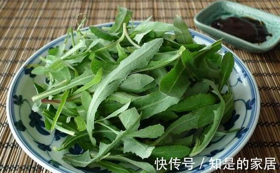 城里人|在农村好比“人参”的野菜,味道虽难吃,可预防多种疾病