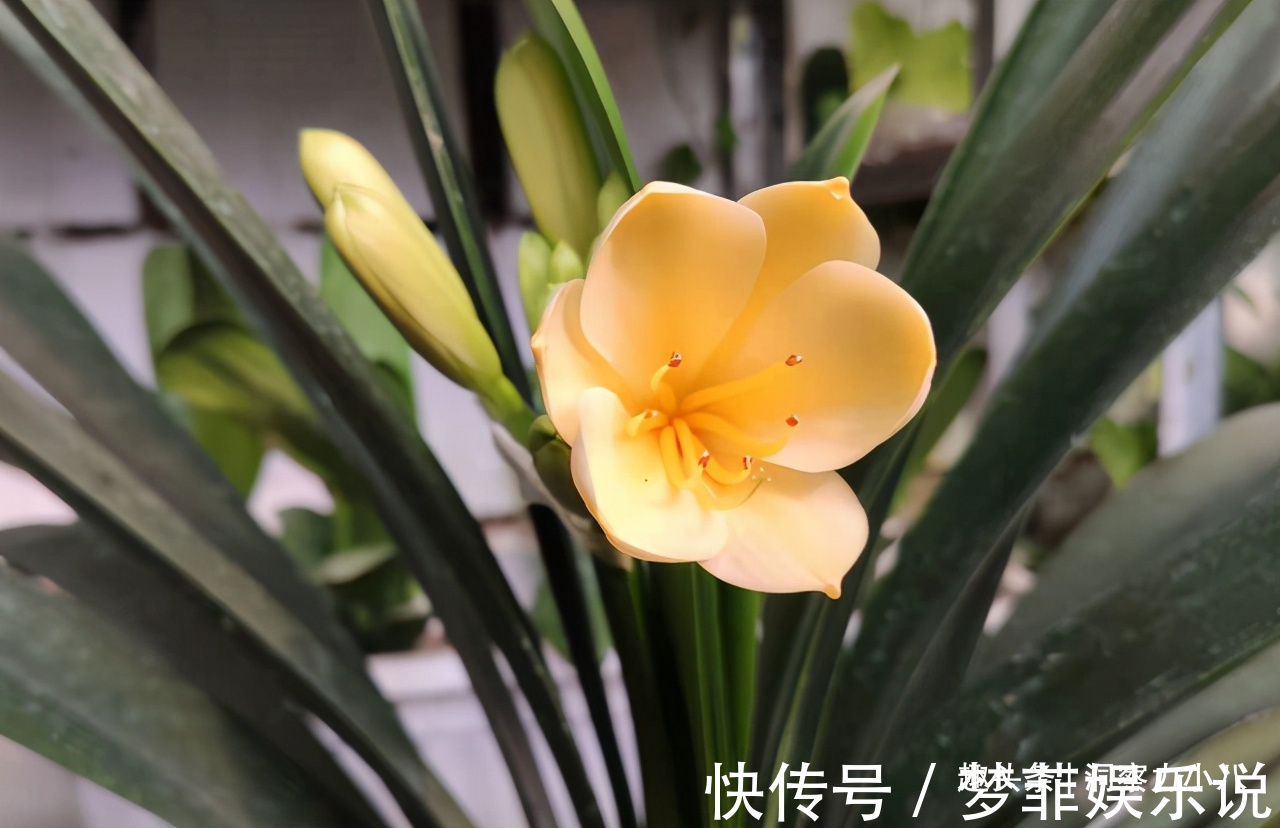 君子兰开花不积极,勤做“三动作”,撒欢长不夹箭,绽放层叠群兰