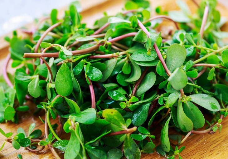 腮腺癌|除了蒲公英,这4种野菜也是“抗癌良药”,最后一种现在挖正合适