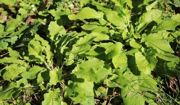 野菜|春天挖野菜，送你56种野菜大图片，带你见识不同的野菜和吃法