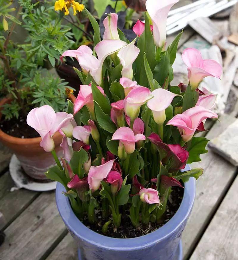 发黄|5种“漂亮花”,一到夏天就蔫了,不是死翘翘,到了秋天会复活